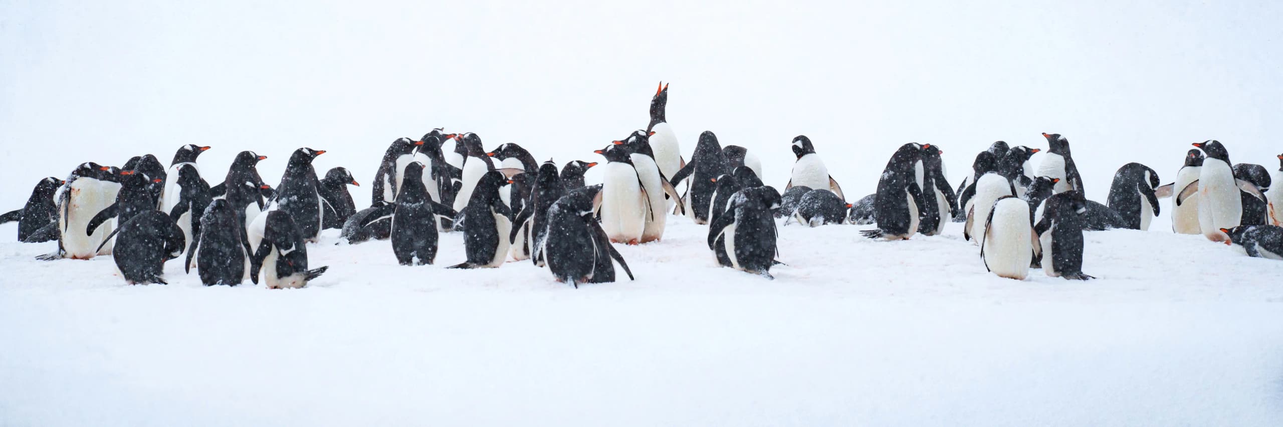 What It's Really Like to Travel to Antarctica