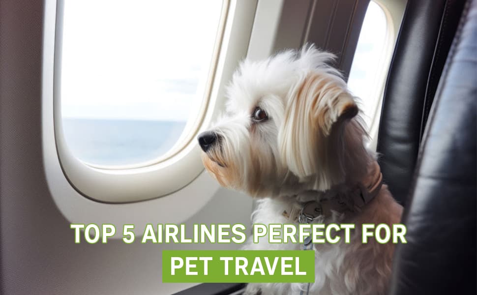 Simplifying Pet Travel: Top 5 Perfect Airlines For Your Furry Companions!
