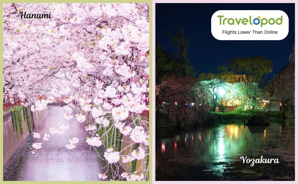 Sakura's After Sunset - Everything About Cherry Blossom Night Viewing