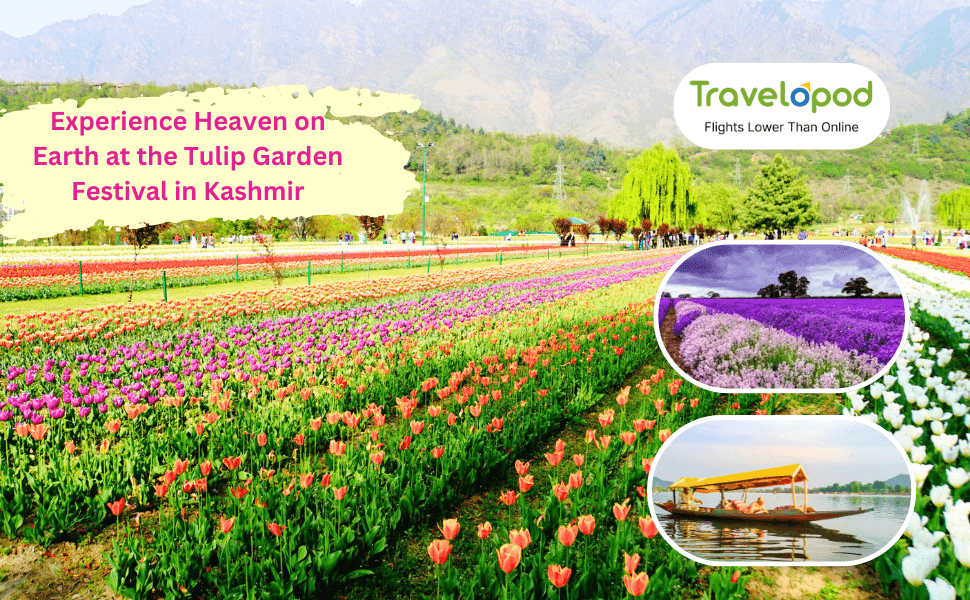 Experience Heaven on Earth at the Tulip Garden Festival in Kashmir