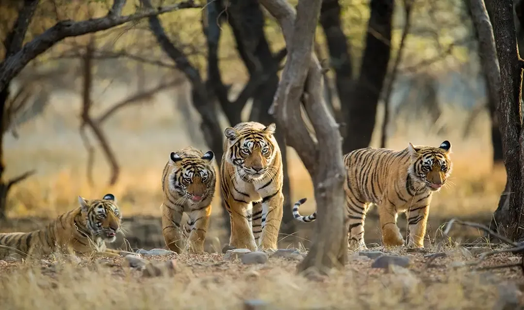 India's Golden Triangle & Tigers
