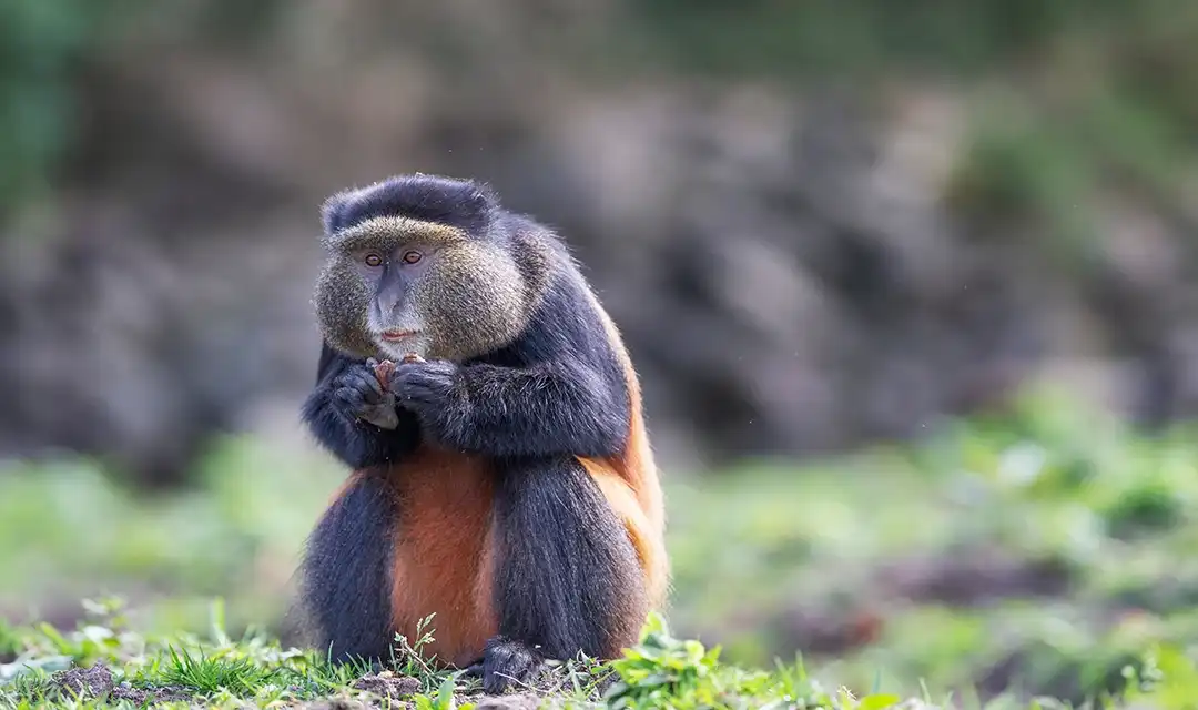 Rwanda's Gorillas & Kenya's Big Five