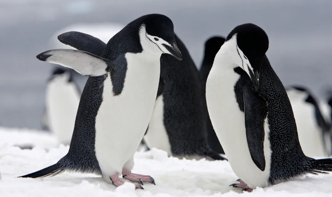 Antarctica