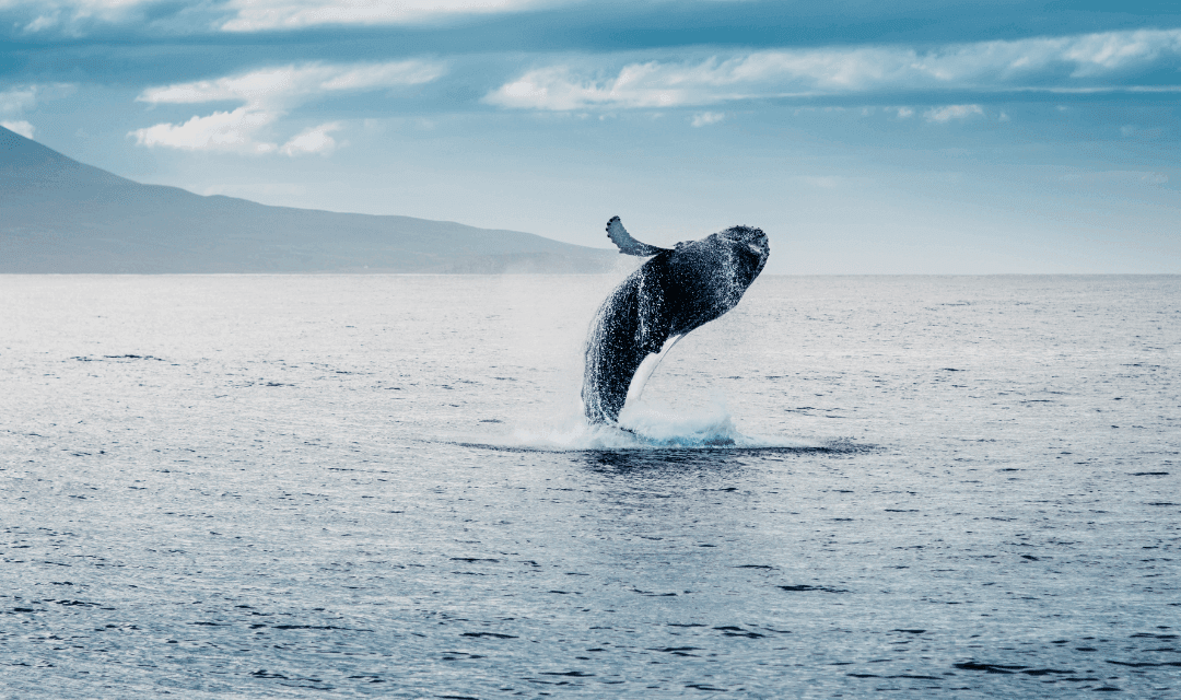 Reykjavík, Iceland (Sat, Aug 8 | Departs 07:00 PM)