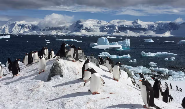 The Antarctic Express